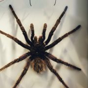 spider tarantula