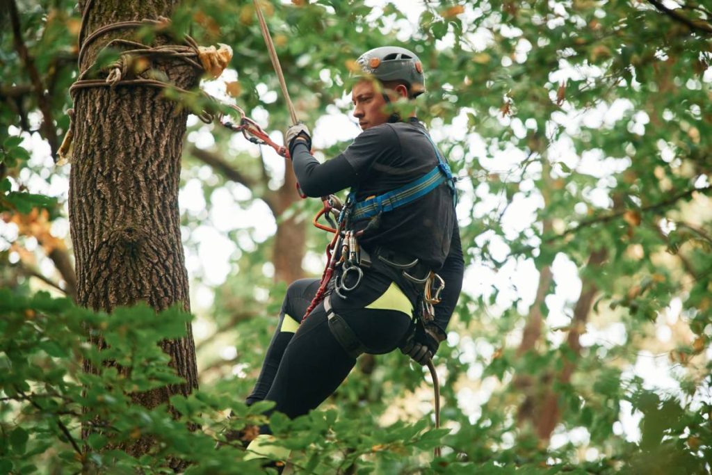 Extreme sports, high up. Man is doing climbing in the forest by use of safety equipment.