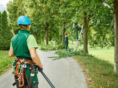 Tree cutters pruning of trees